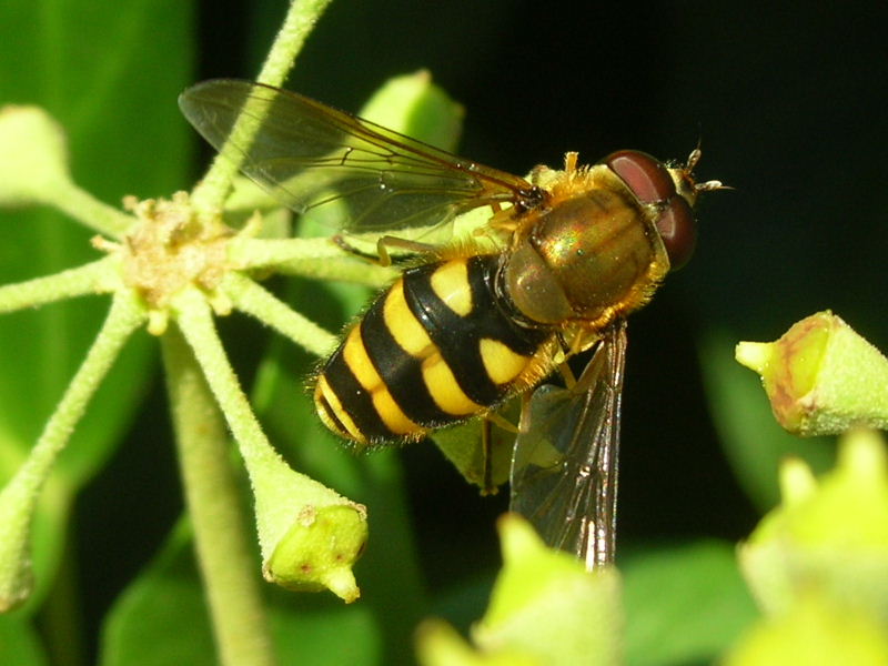 Syrphus sp.